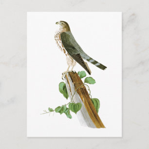 Le Petit Caporal John Audubon fåglar av Amerika Vykort