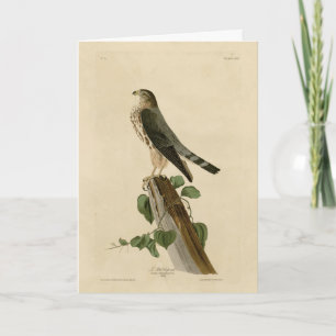 Le Petit Caporal (Merlin) Audubon Birds of America Kort