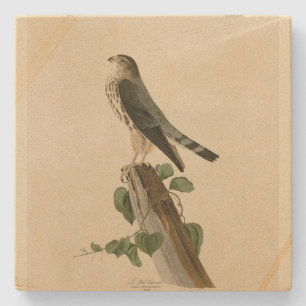 Le Petit Caporal (Merlin) Audubon Birds of America Stenunderlägg
