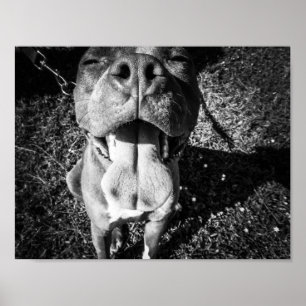Le PitBull Poster