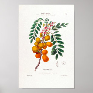 Le Prunier Du Chili Brazilian Plum Träd Botanical Poster