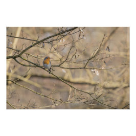 le rouge-gorge, lumière dorée perfect poster