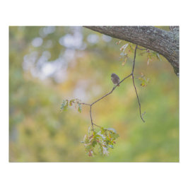 Le rougue-queue noire sur sa branche perfect poster