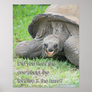 Le sköldpaddaaffischen poster