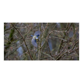 Le vol de la mésange bleue  perfect poster