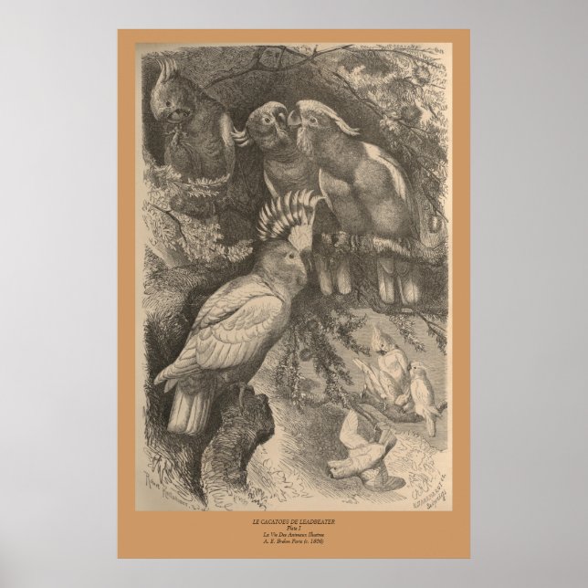 Leadbeatens Cockatoo Poster (Framsidan)