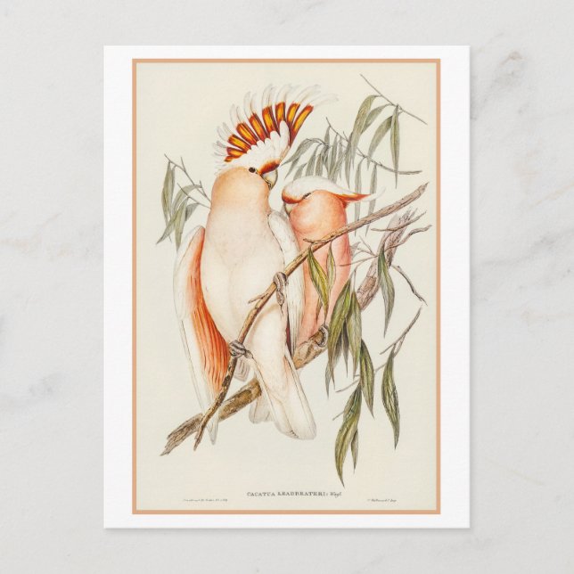 Leadbeater's Cockatoo Illustration by Gould Vykort (Framsida)