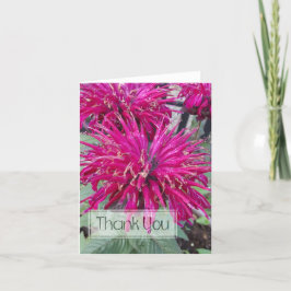 Leading Lady Razzberry Bee Balm Hot Pink Blomma Tack Kort
