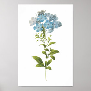 leadwort (Plumbago caerulea) av Redouté Poster