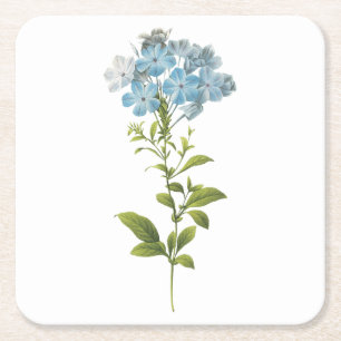 leadwort (Plumbago caerulea) av Redouté Underlägg Papper Kvadrat