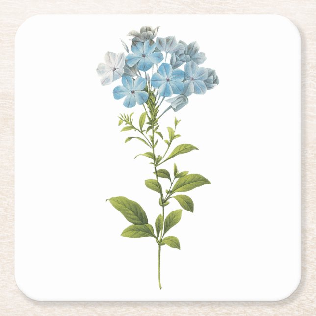 leadwort (Plumbago caerulea) av Redouté Underlägg Papper Kvadrat (Framsidan)