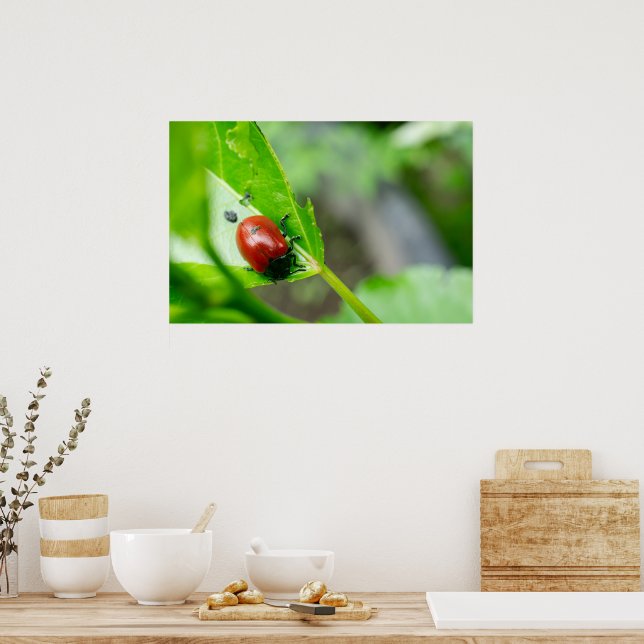 Leaf Beetle on Plant Poster (Kök)