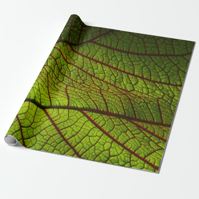Leaf macro veins leaf veins green presentpapper (Utrullad)