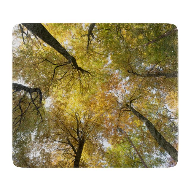 Leafy Canopy (Framsidan)