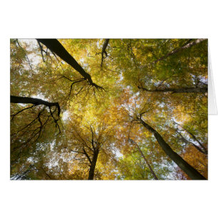 Leafy Canopy OBS Kort