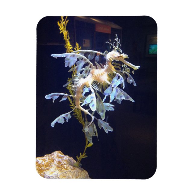 Leafy Dragon Magnet (Vertikal)