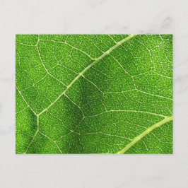Leafy Labyrinth Vykort