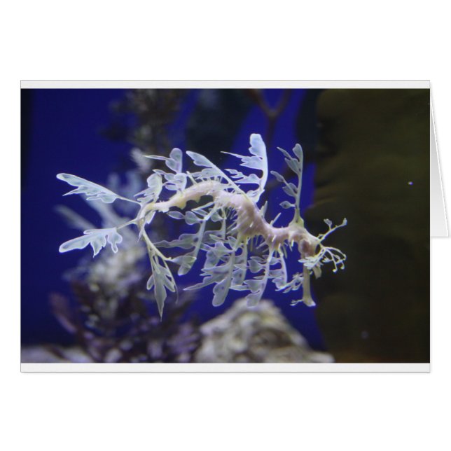 Leafy Sea Dragon Hälsningskort (Framsidan Horizontal)