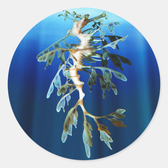 Leafy Sea Dragon Sticker Runt Klistermärke (Framsida)