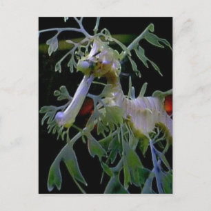 Leafy Sea Dragon Vykort