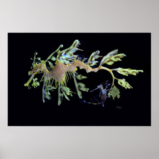 Leafy Sea Dragon & Weedy Seadragon Poster