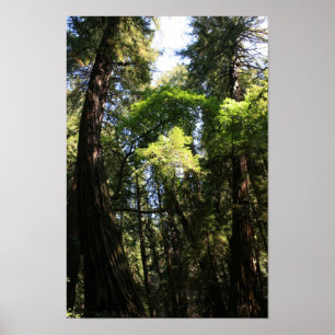 ’Leaning Giants’, Muir Skogen Poster