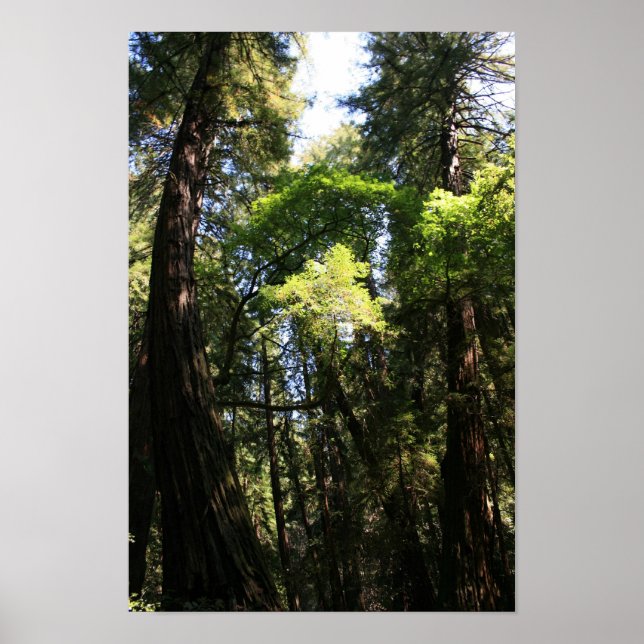 ’Leaning Giants’, Muir Skogen Poster (Framsidan)
