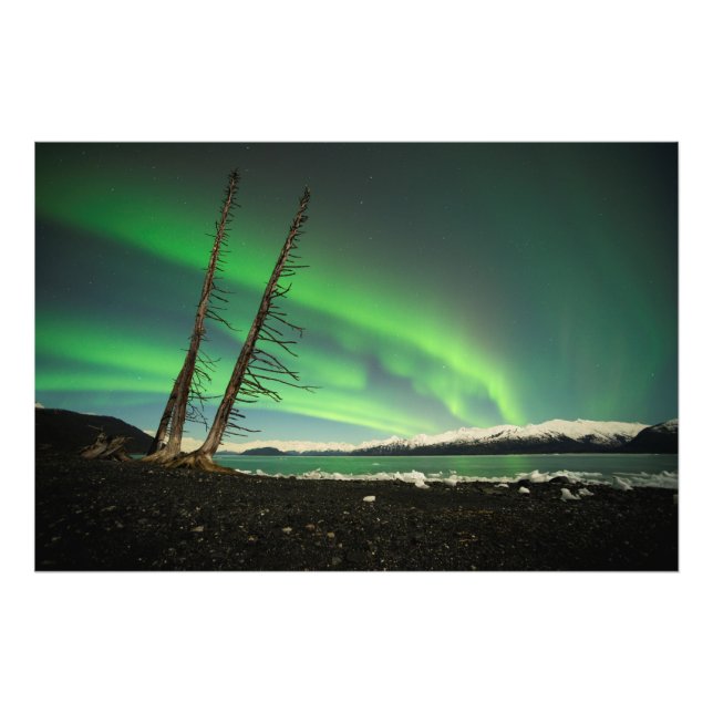 Leaning Träd Aurora Fototryck (Framsidan)