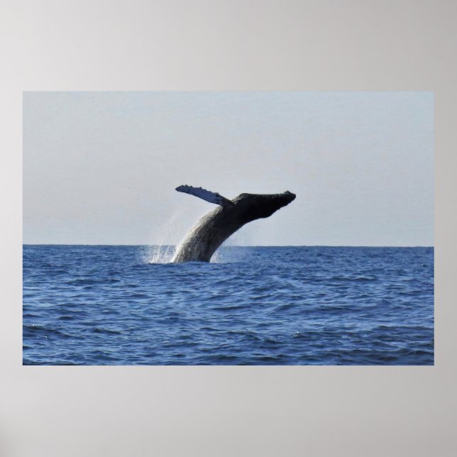 Leaping Humpback Poster (Framsidan)