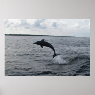 Leapingdelfin Poster