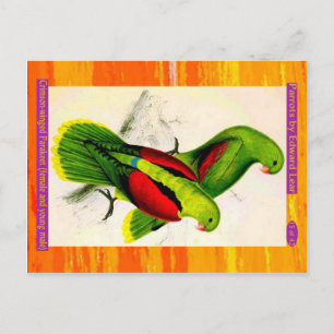 Lear. Crimson-winged Parakeet. Hona och unga hanar Vykort