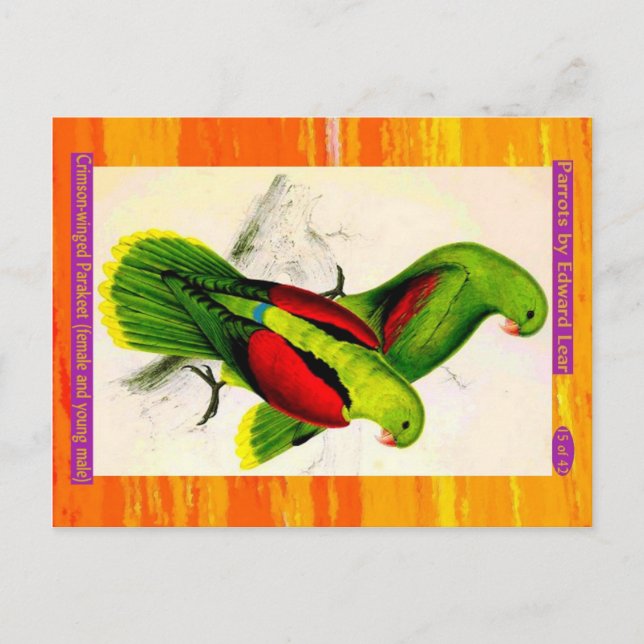 Lear. Crimson-winged Parakeet. Hona och unga hanar Vykort (Framsida)