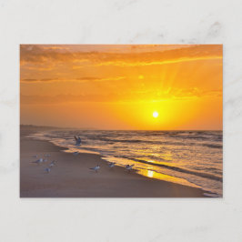 Least Terns on a Florida Beach at Sunrise Vykort