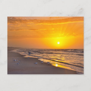 Least Terns on a Florida Beach at Sunrise Vykort