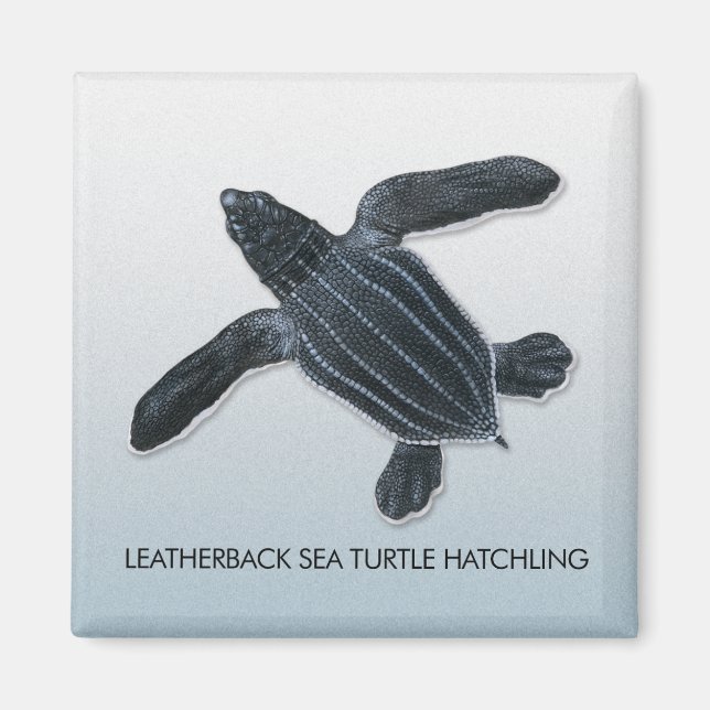 Leatherback Sea Turtle Hatchling Magnet (Framsidan)
