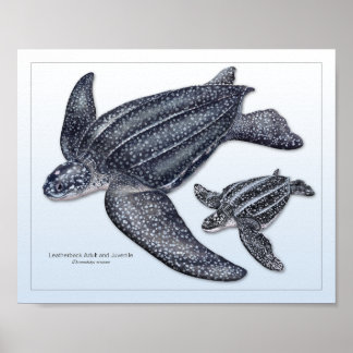 Leatherback Sea Turtle Vuxen and Juvenile Print Poster