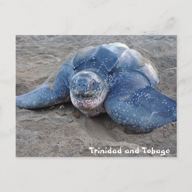 Leatherback Turtle in Trinidad and Tobago Vykort (Framsida)
