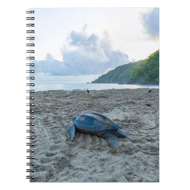 Leatherback Turtle Note Bok Anteckningsbok (Framsidan)