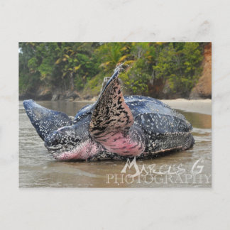 Leatherback Turtle Vykort
