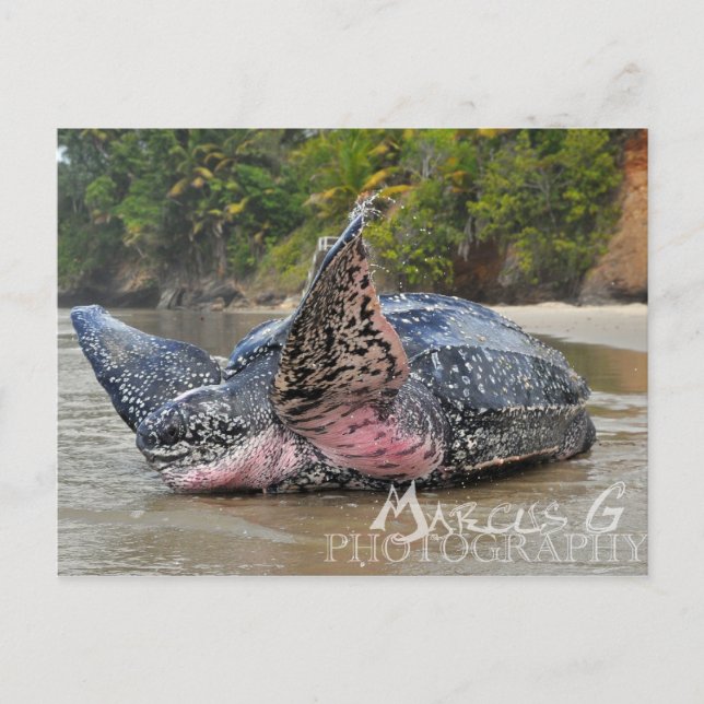 Leatherback Turtle Vykort (Framsida)