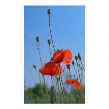 Lebendiges Mohnblumen Poster
