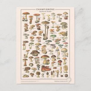 Leçons de choses les champignons vykort