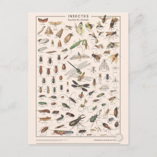 Leçons de choses les insectes vykort
