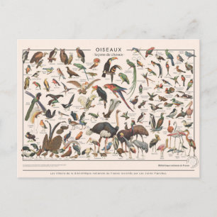 Leçons de choses les oiseaux vykort