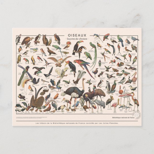 Leçons de choses les oiseaux vykort (Framsida)