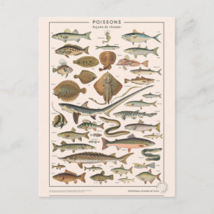 Leçons de choses les poissons vykort