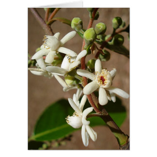 LECYTHIDACEAE: Cariniana legalis OBS Kort