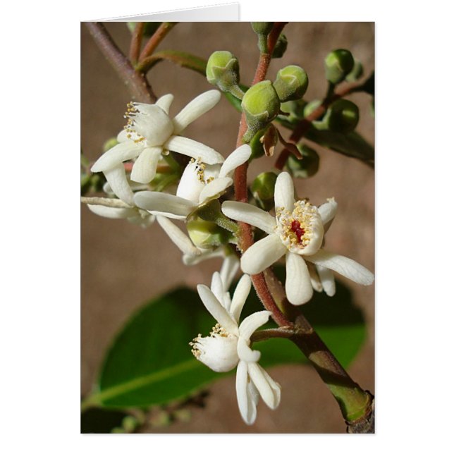 LECYTHIDACEAE: Cariniana legalis OBS Kort (Framsidan)