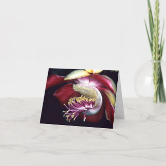 LECYTHIDACEAE: Couroupita guianensis Kort