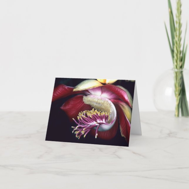 LECYTHIDACEAE: Couroupita guianensis Kort (Framsida)